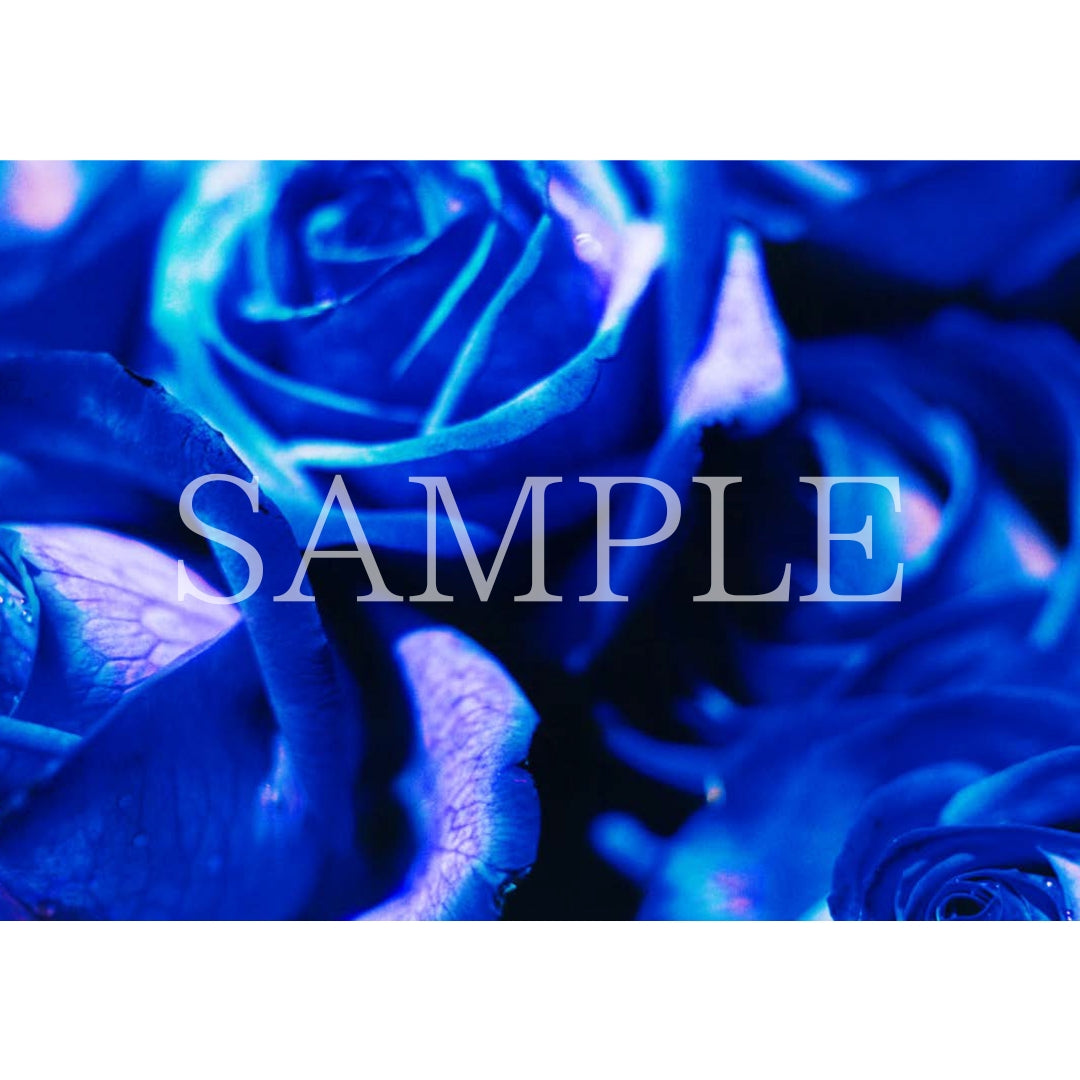 ポストカードセット｜ Self-image – MIKA NINAGAWA OFFICIAL STORE