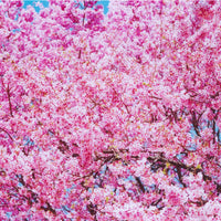 ポストカードセット | 桜