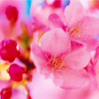 ポストカードセット | 桜