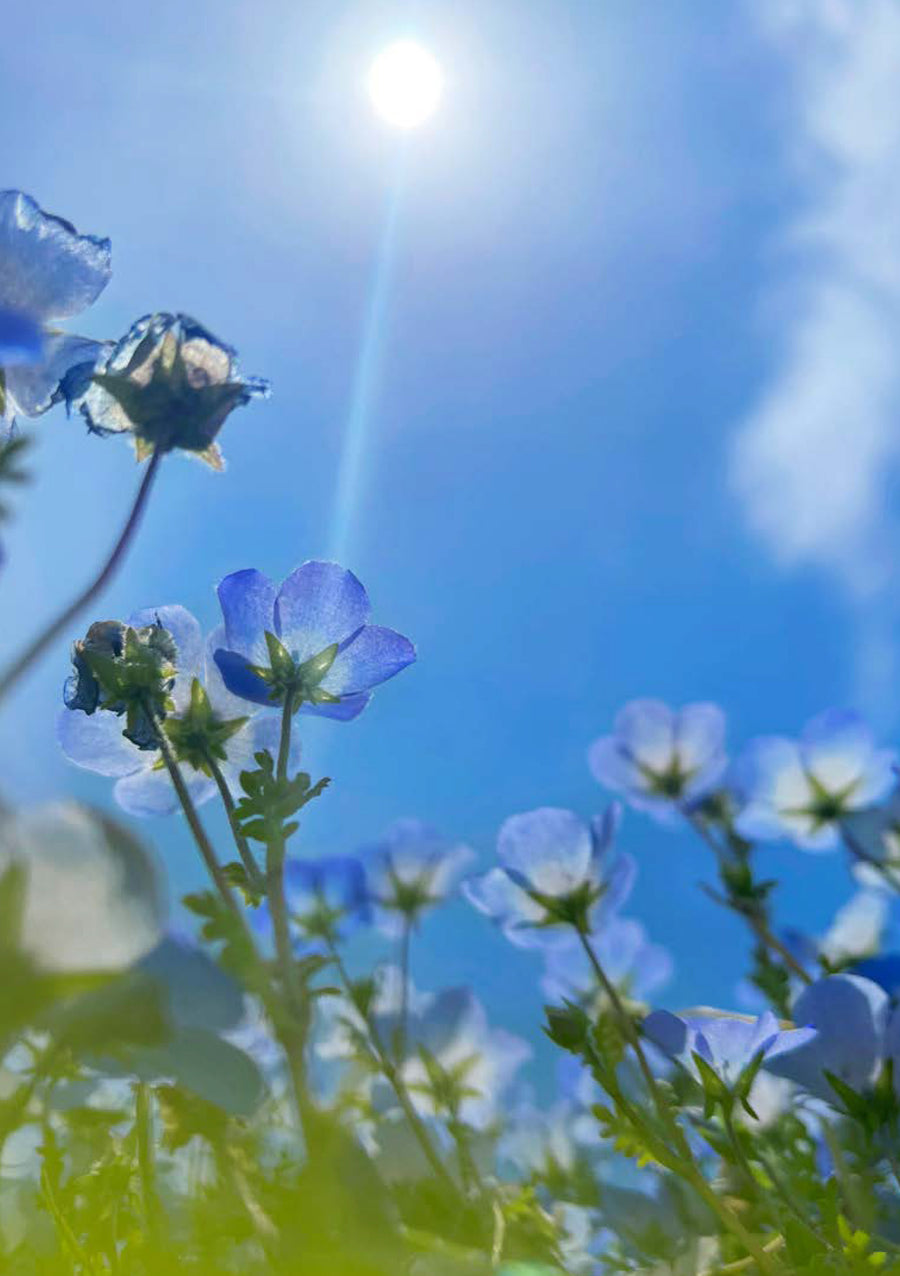 ポストカードセット｜ 花、瞬く光