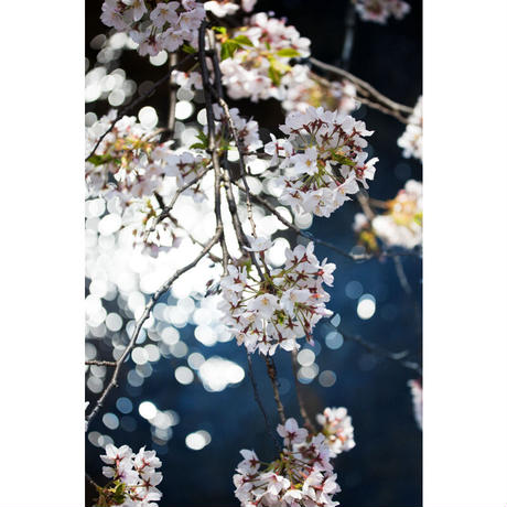 カメラストラップ  | Black Sakura